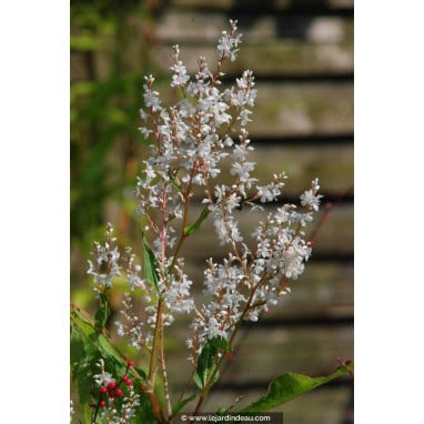 PERSICARIA wallichii - Persicaire / Renouée / Himalayan Knotweed