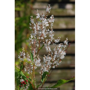 PERSICARIA wallichii - Persicaire / Renouée / Himalayan Knotweed
