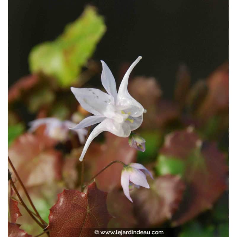 Epimedium pauciflorum Epimedium pauciflorum