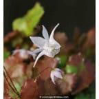 Epimedium pauciflorum Epimedium pauciflorum