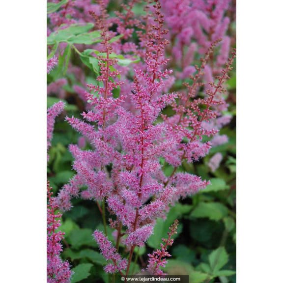 ASTILBE chinensis var. pumila 'S&eacute;r&eacute;nade'