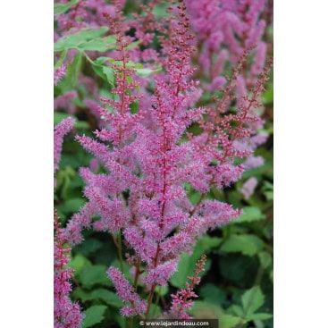 ASTILBE chinensis var. pumila \'Sérénade\' - Astilbe naine de Chine \'Sérénade\'
