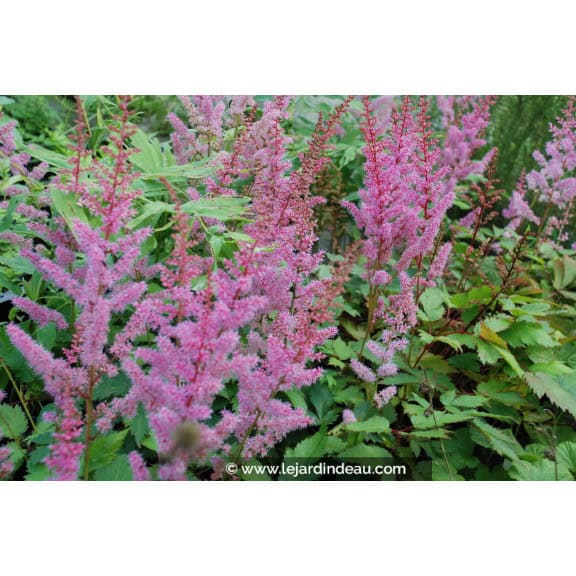 ASTILBE chinensis var. pumila 'S&eacute;r&eacute;nade'