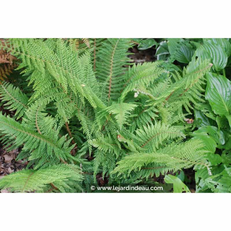 POLYSTICHUM setiferum 'Proliferum' POLYSTICHUM setiferum 'Proliferum'