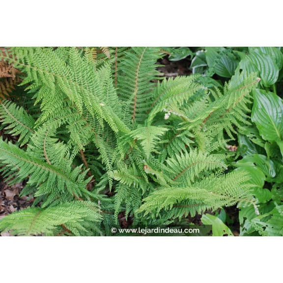POLYSTICHUM setiferum 'Proliferum'