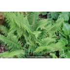 POLYSTICHUM setiferum 'Proliferum' POLYSTICHUM setiferum 'Proliferum'
