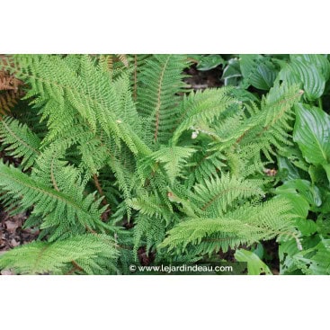 POLYSTICHUM setiferum \'Proliferum\' - Polystic &agrave; soies /  Soft Shield Fern / Aspidie &agrave; cils raides