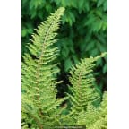POLYSTICHUM setiferum 'Plumosum Densum' POLYSTICHUM setiferum 'Plumosum Densum'