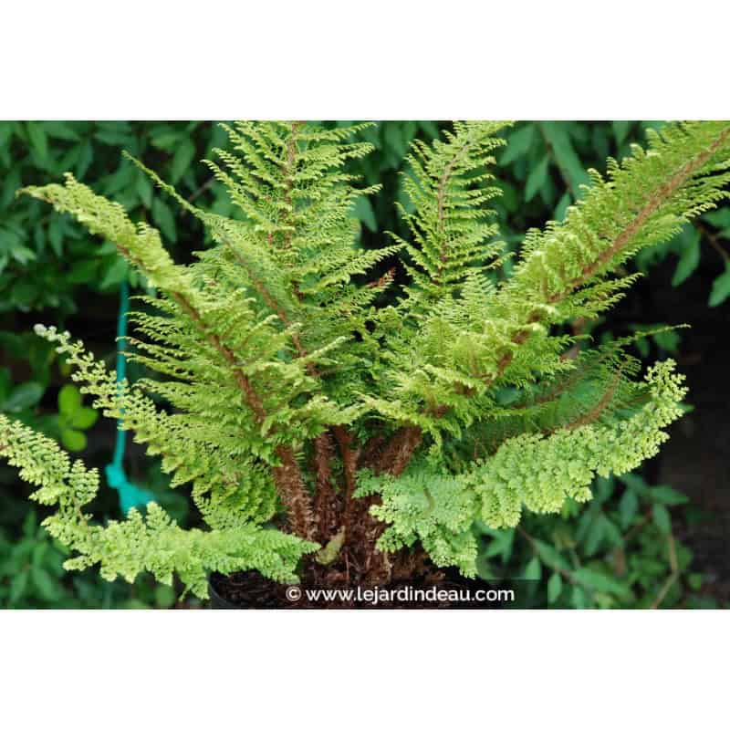 POLYSTICHUM setiferum 'Plumosum Densum' POLYSTICHUM setiferum 'Plumosum Densum'
