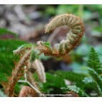 POLYSTICHUM polyblepharum POLYSTICHUM polyblepharum