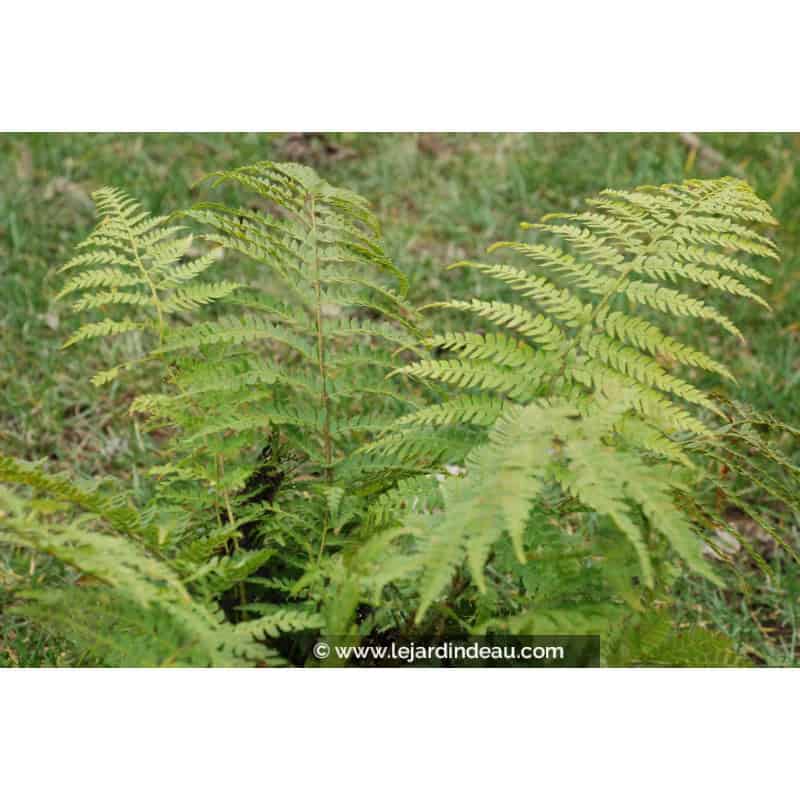 POLYSTICHUM braunii POLYSTICHUM braunii