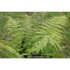 POLYSTICHUM braunii POLYSTICHUM braunii