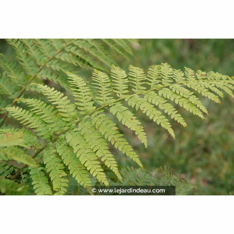 POLYSTICHUM braunii POLYSTICHUM braunii