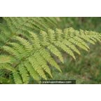 POLYSTICHUM braunii POLYSTICHUM braunii