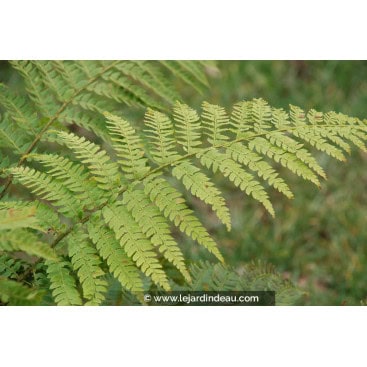 POLYSTICHUM braunii - Polystic de Braun /  Prickly Shield Fern