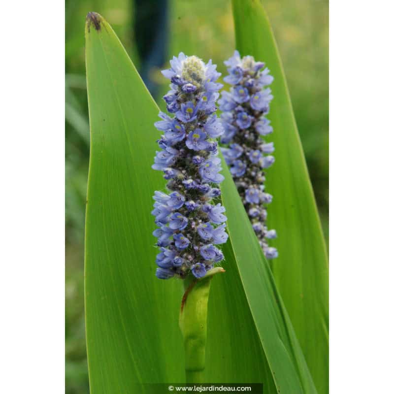 PONTEDERIA lanceolata PONTEDERIA lanceolata