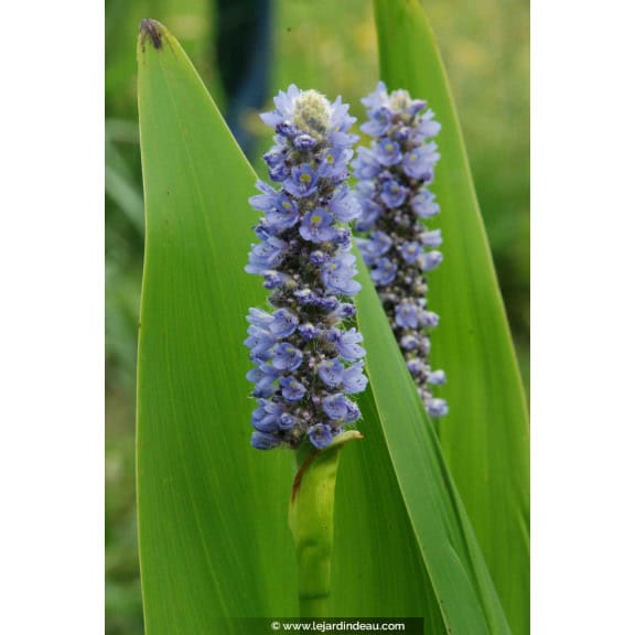 PONTEDERIA lanceolata
