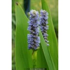 PONTEDERIA lanceolata PONTEDERIA lanceolata