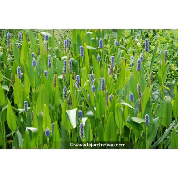 PONTEDERIA lanceolata