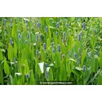 PONTEDERIA lanceolata PONTEDERIA lanceolata