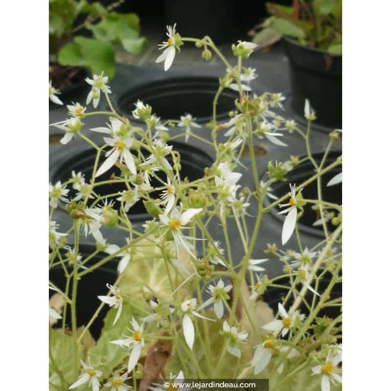 SAXIFRAGA stolonifera 'Cuscutiformis' SAXIFRAGA stolonifera 'Cuscutiformis'