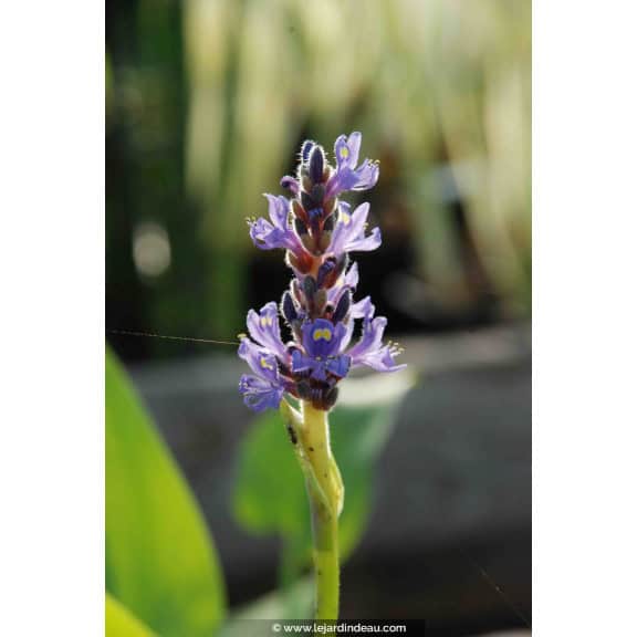PONTEDERIA cordata