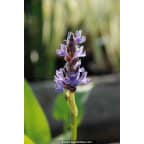 PONTEDERIA cordata PONTEDERIA cordata