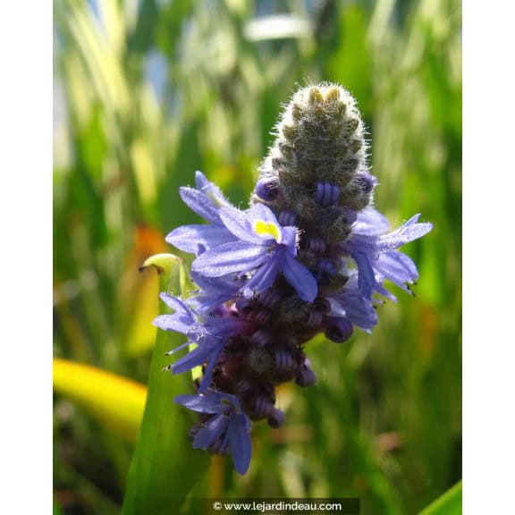 PONTEDERIA cordata