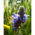 PONTEDERIA cordata PONTEDERIA cordata