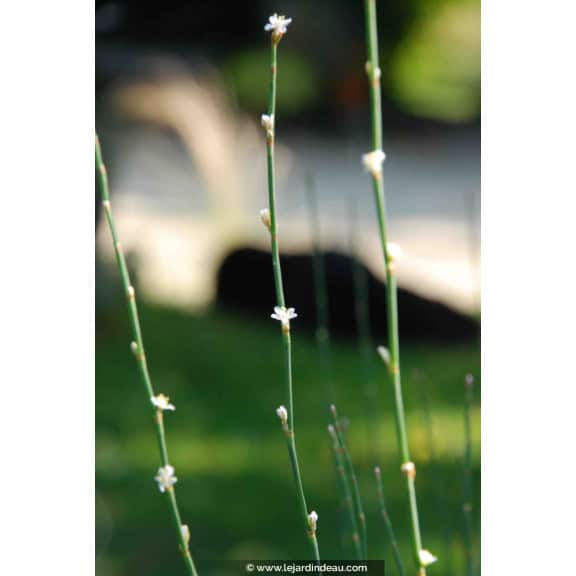 POLYGONUM scoparium