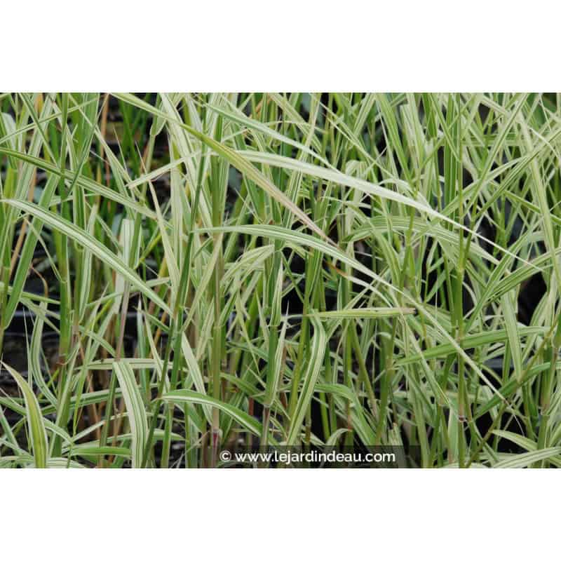 PHRAGMITES karka 'Variegata' PHRAGMITES karka 'Variegata'