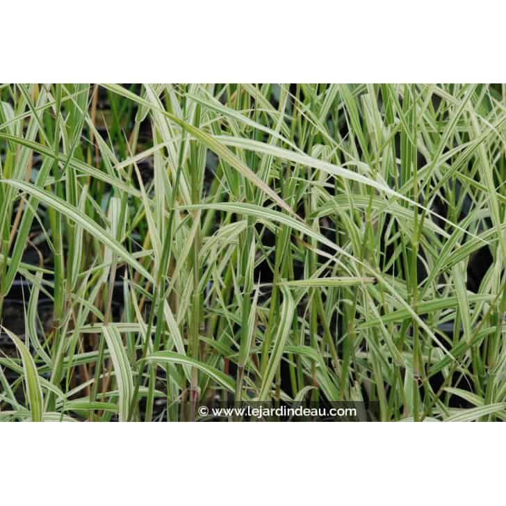 PHRAGMITES karka 'Variegata'