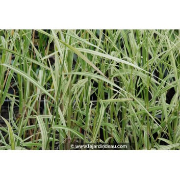 PHRAGMITES karka \'Variegata\' - Roseau panaché, Roseau Géant