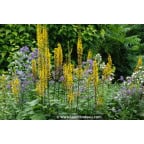 LIGULARIA stenocephala 'The Rocket' LIGULARIA stenocephala 'The Rocket'