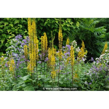 LIGULARIA stenocephala \'The Rocket\' - Ligulaire \'The Rocket\'