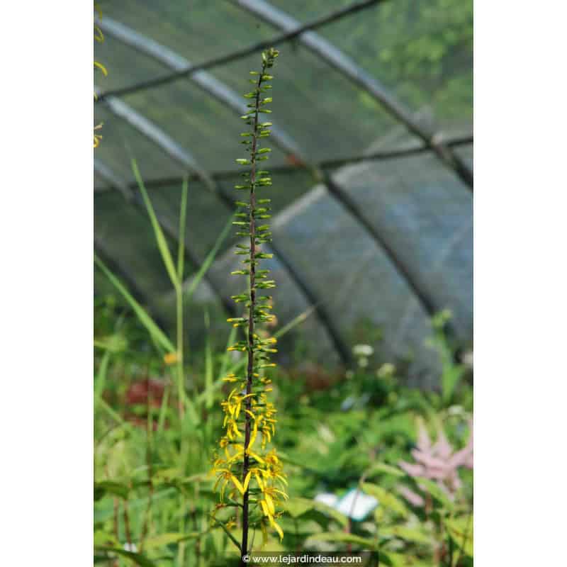 LIGULARIA stenocephala 'The Rocket' LIGULARIA stenocephala 'The Rocket'