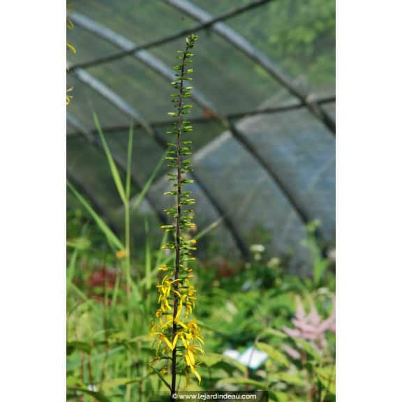 LIGULARIA stenocephala 'The Rocket'