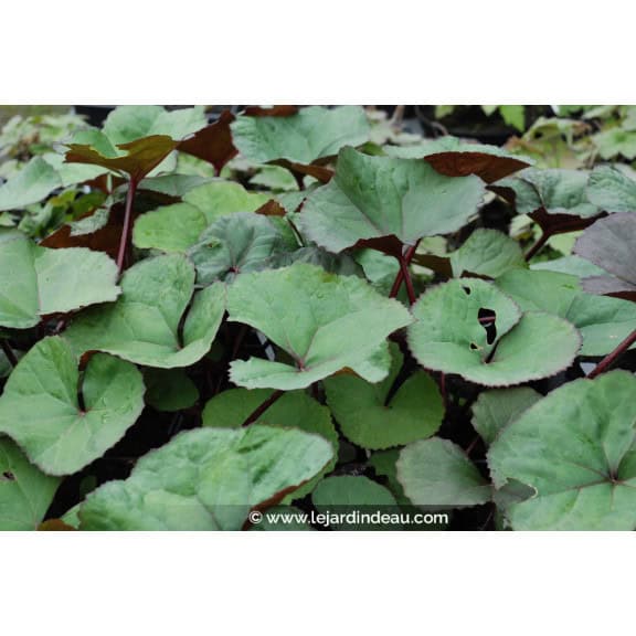 LIGULARIA dentata 'Desdemona'