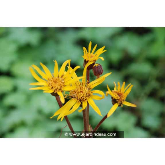 Ligularia x hessei