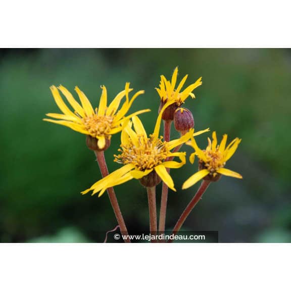 Ligularia x hessei
