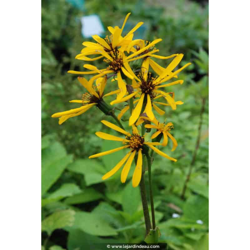LIGULARIA x palmatiloba LIGULARIA x palmatiloba