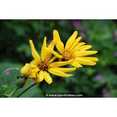 LIGULARIA x palmatiloba - Ligulaire palmée