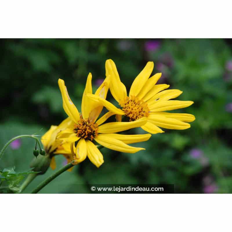 LIGULARIA x palmatiloba LIGULARIA x palmatiloba