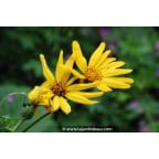 LIGULARIA x palmatiloba LIGULARIA x palmatiloba