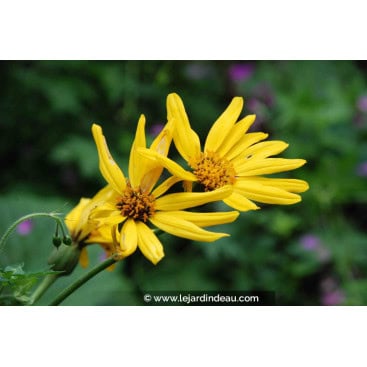 LIGULARIA x palmatiloba - Ligulaire palmée