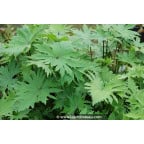 LIGULARIA przewalskii LIGULARIA przewalskii