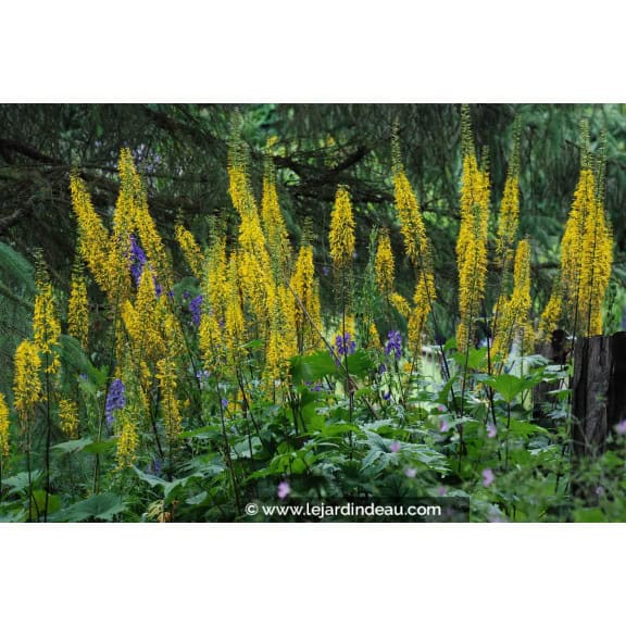LIGULARIA przewalskii