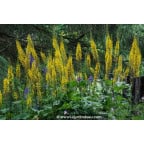 LIGULARIA przewalskii LIGULARIA przewalskii