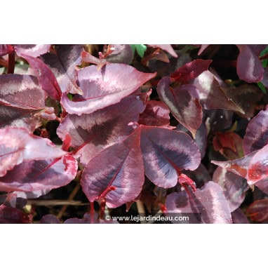 PERSICARIA microcephala \'Red Dragon\' - Polygonum, Renouée \'Red Dragon\'