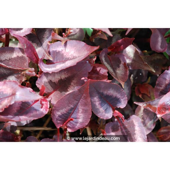 PERSICARIA microcephala 'Red Dragon'